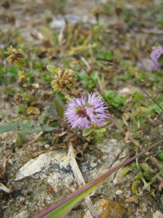 Mentha pulegium